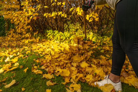 Blonde woman wearing leggings and colorful gardening gloves raking autumn leaves in a backyard garden. Seasonal outdoor activity showing fall cleanup, nature colors and landscaping maintenance.の写真素材