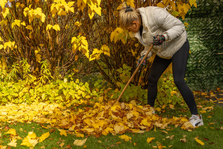 Blonde woman wearing leggings and colorful gardening gloves raking autumn leaves in a backyard garden. Seasonal outdoor activity showing fall cleanup, nature colors and landscaping maintenance.の写真素材