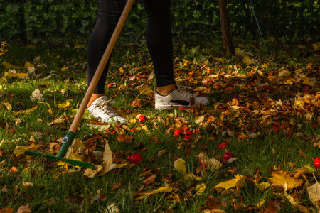 Woman wearing leggings and colorful gardening gloves raking autumn leaves in a backyard garden. Seasonal outdoor activity showing fall cleanup, nature colors and landscaping maintenance.の写真素材