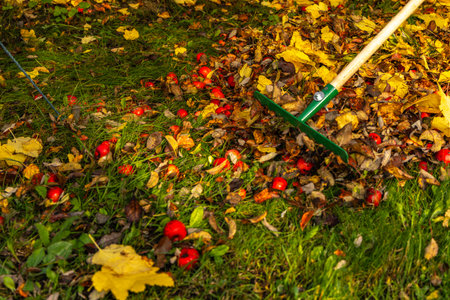 Close up of green rake gathering colorful autumn leaves on a garden lawn. Seasonal outdoor cleanup concept symbolizing fall maintenance, nature care, and gardening work in a backyard.の写真素材