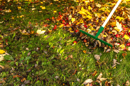 Close up of green rake gathering colorful autumn leaves on a garden lawn. Seasonal outdoor cleanup...