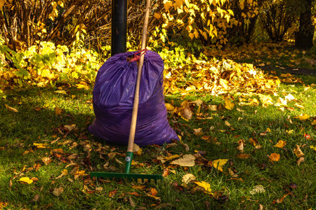 Colorful autumn leaves being raked with a green rake and placed into a purple trash bag in the garden. Seasonal outdoor cleanup, gardening, and eco-friendly yard maintenance conceptの写真素材