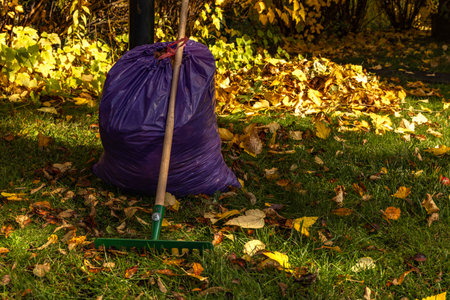 Colorful autumn leaves being raked with a green rake and placed into a purple trash bag in the garden. Seasonal outdoor cleanup, gardening, and eco-friendly yard maintenance conceptの写真素材