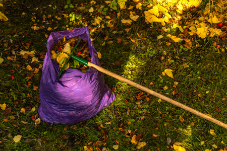 Colorful autumn leaves being raked with a green rake and placed into a purple trash bag in the garden. Seasonal outdoor cleanup, gardening, and eco-friendly yard maintenance conceptの写真素材