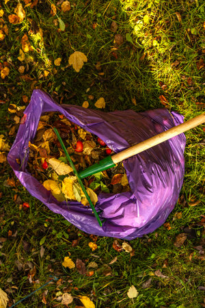Colorful autumn leaves being raked with a green rake and placed into a purple trash bag in the garden. Seasonal outdoor cleanup, gardening, and eco-friendly yard maintenance conceptの写真素材