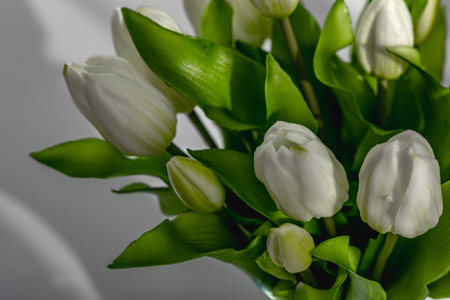 White tulips in a clear glass vase placed on a table covered with a white tablecloth, artificial...
