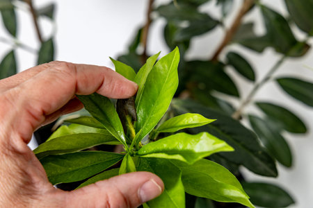 A gardener uncovers old, diseased leaves from a cherry laurel bush, removing old leaves, damaged and diseased shoots from a cherry laurel bush, pruning potted plants with garden shears, growing green cherry laurel leaves in early spring, growing ornamental flowers in the apartmentの写真素材