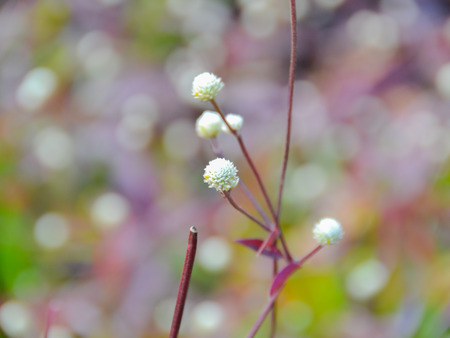 Flowersの写真素材