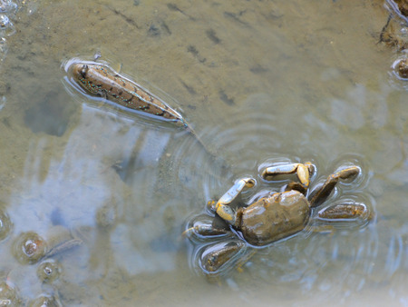 ecosystem