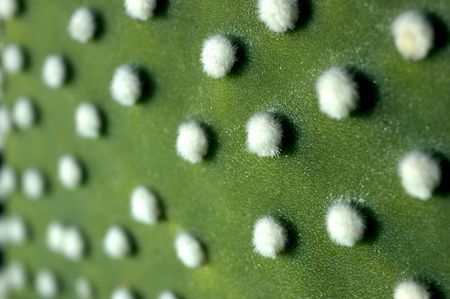 cactusの写真素材