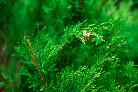 Wedding rings on the branches, of green wood