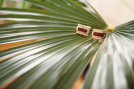 Gold wedding rings on beautiful green plantの写真素材