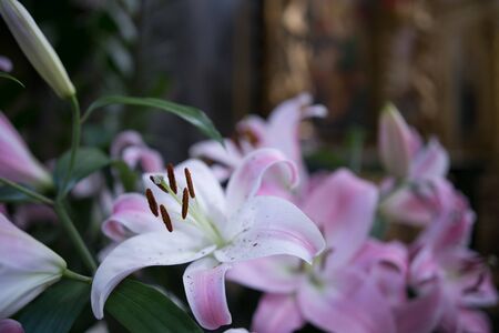 The beautiful bouquet pink lily on a white backgroundの写真素材