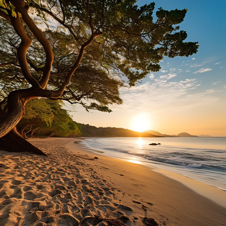 Beautiful sunset on the beach. Seascape with pine tree.の写真素材