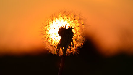 Dandelion on the background of the setting sun, close-upの写真素材