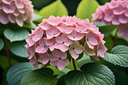 Pink hydrangea flowers with green leaves in the garden.の写真素材