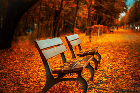 Bench in the autumn park. Autumn background. Selective focus.の写真素材