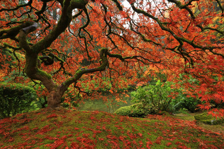 Autumn leaves in Japanese garden, Kyoto, Japan. Autumn season.