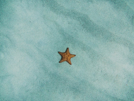 Starfish on the sand in the Indian Ocean, Maldives.の写真素材