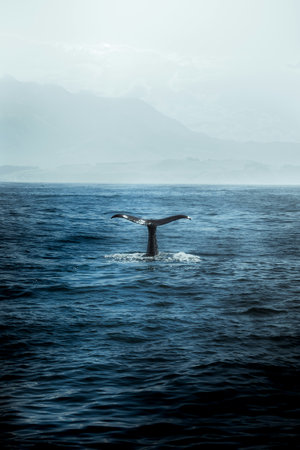 Humpback whale in the ocean, Iceland. Toned.の写真素材