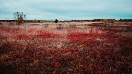 Autumn landscape with red wildflowers in the field. Russia