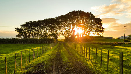 Sunset over a farm field with trees in the foreground and a fence