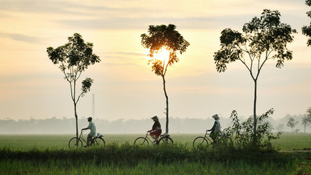 Silhouette of family riding bicycle in rice field at sunset.の写真素材