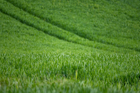Green wheat field in Tuscany, Italy. Close up.