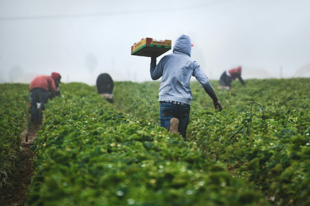 agriculturist working on the strawberry field in the morningの写真素材