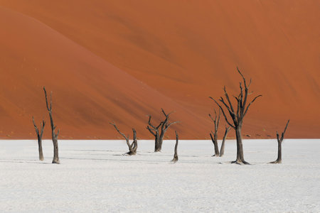 Dead Vlei, Sossusvlei, Namibiaの写真素材