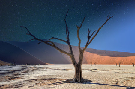 Dead Vlei in the Namib Desert, Namibia, Africaの写真素材
