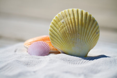 Seashells on white sand.の写真素材