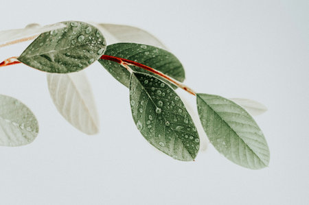 Leaves of eucalyptus with water drops on white backgroundの写真素材