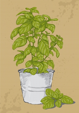 Potted basilのイラスト素材