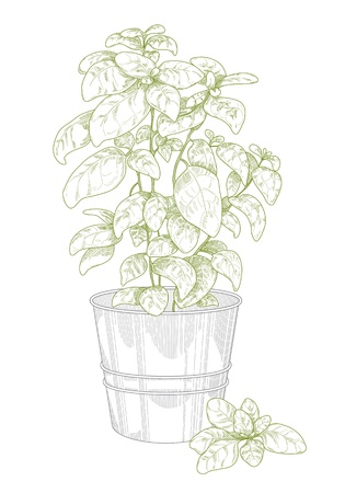 Potted basilのイラスト素材