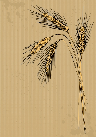 Ears of rye painted on packing paperのイラスト素材