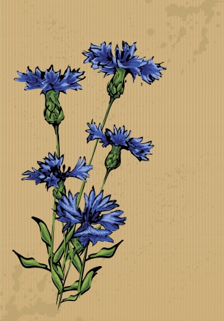 Cornflowers painted on packing paperのイラスト素材