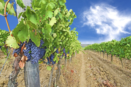 Vineyards and ripe grapes. Picture of winery garden, blue sky, beautiful agricultural landscape, harvest season, grapes valley, Tuscany, countryside, Italy の写真素材