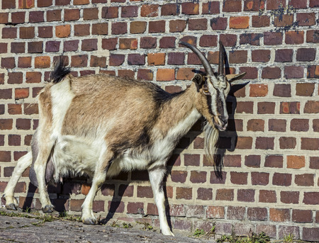 Female goat の写真素材