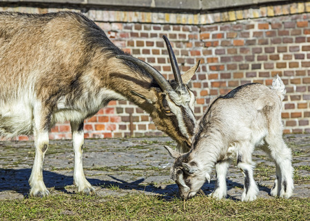 Goats against barn made of bricks  の写真素材