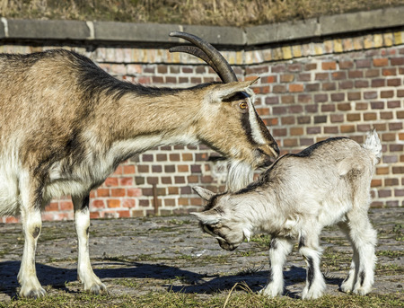 Goats against barn made of bricks  の写真素材