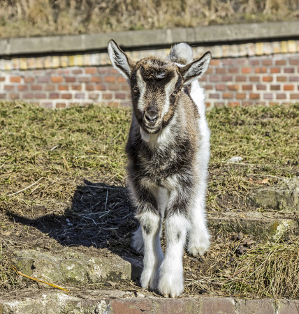 Baby goat looking at camera の写真素材