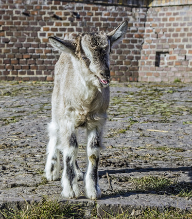 Baby goat looking at camera の写真素材