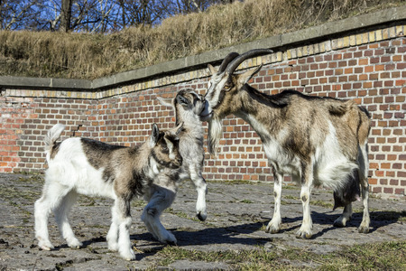 Goat with babies.の写真素材