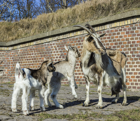 Goat with babies.の写真素材