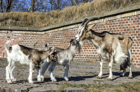 Goat playing with little goats  の写真素材