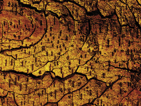 Dark texture of bark wood, use as natural background の写真素材