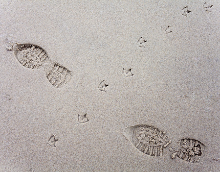 Bird tracks in sand of a beach crossing human footprints, vignetting effect and shallow field of depth  の写真素材