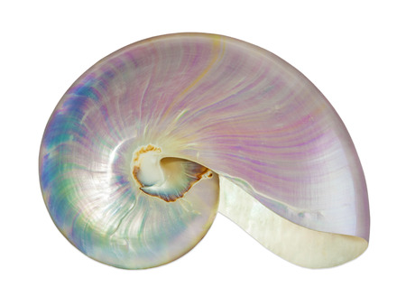 Detailed photo of a pearl shell of a nautilus  Nautilus pompilius  on white background  の写真素材