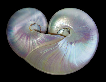  Nautilus pompilius on black background  の写真素材